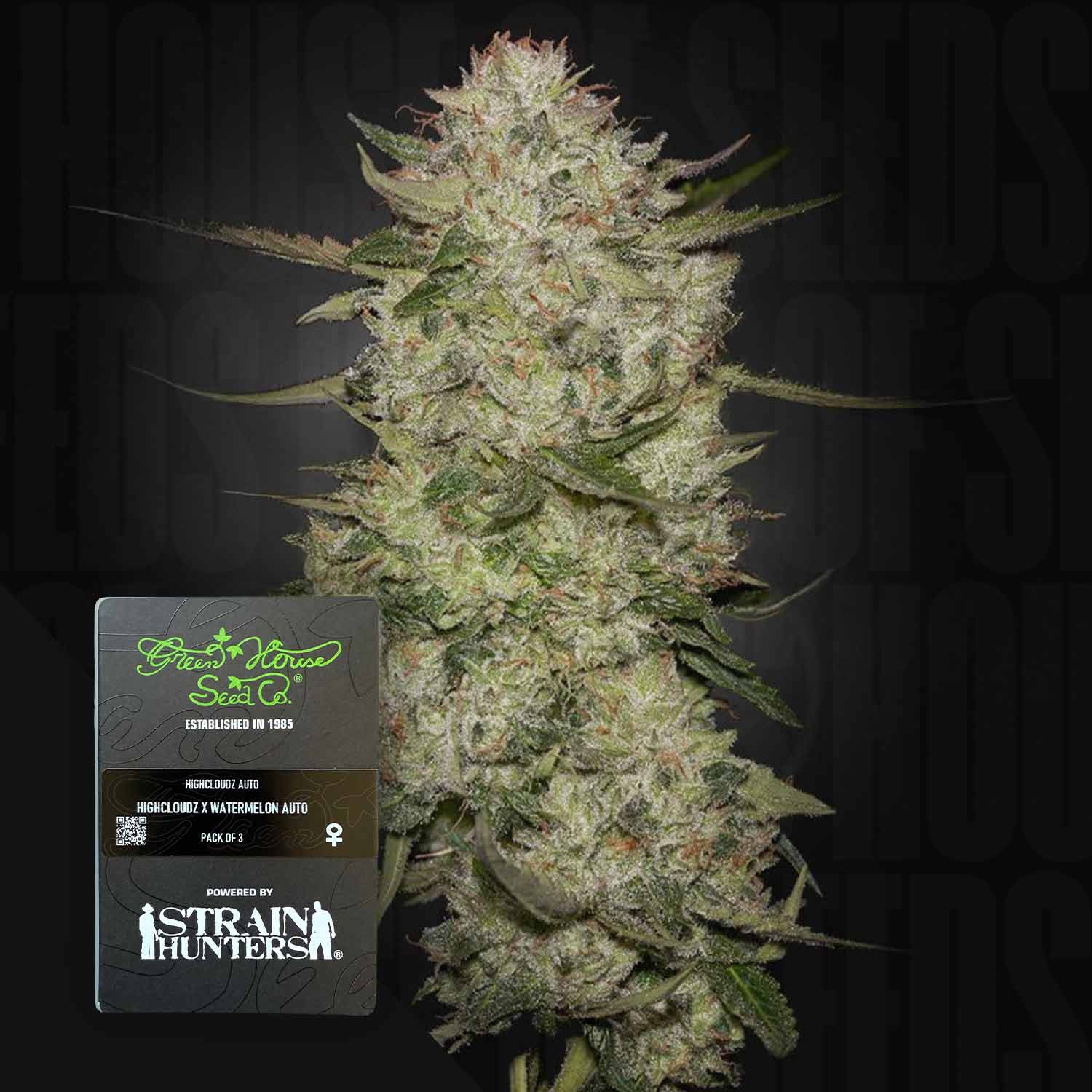 Eine Nahaufnahme einer frostigen Cannabisknospe mit einem HighCloudZ Auto-Etikett von Green House Seeds im Vordergrund.