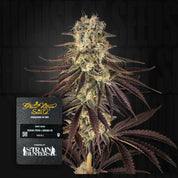 Nahaufnahme frostiger Cannabisknospe mit lila Tönen, vorne Kong’s Krush Etikett von Green House Seeds