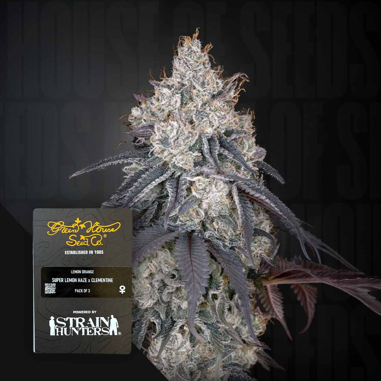 Eine Nahaufnahme einer frostigen Lemon Orange Knospe von Green House Seeds, mit grünen und lila Blättern und einem Produktetikett.