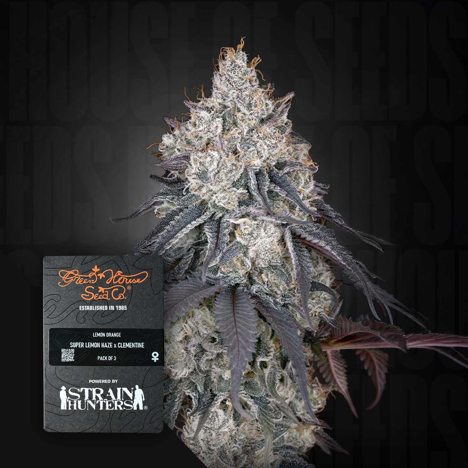 Frostige Cannabisknospe mit lila Tönen, Verpackung von Lemon Orange von Green House Seeds links