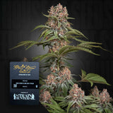 Pure Kush