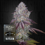 Eine Nahaufnahme einer frostigen Persian Pie-Knospe mit lila Blättern, die neben einer Packung Green House Seeds gezeigt wird.