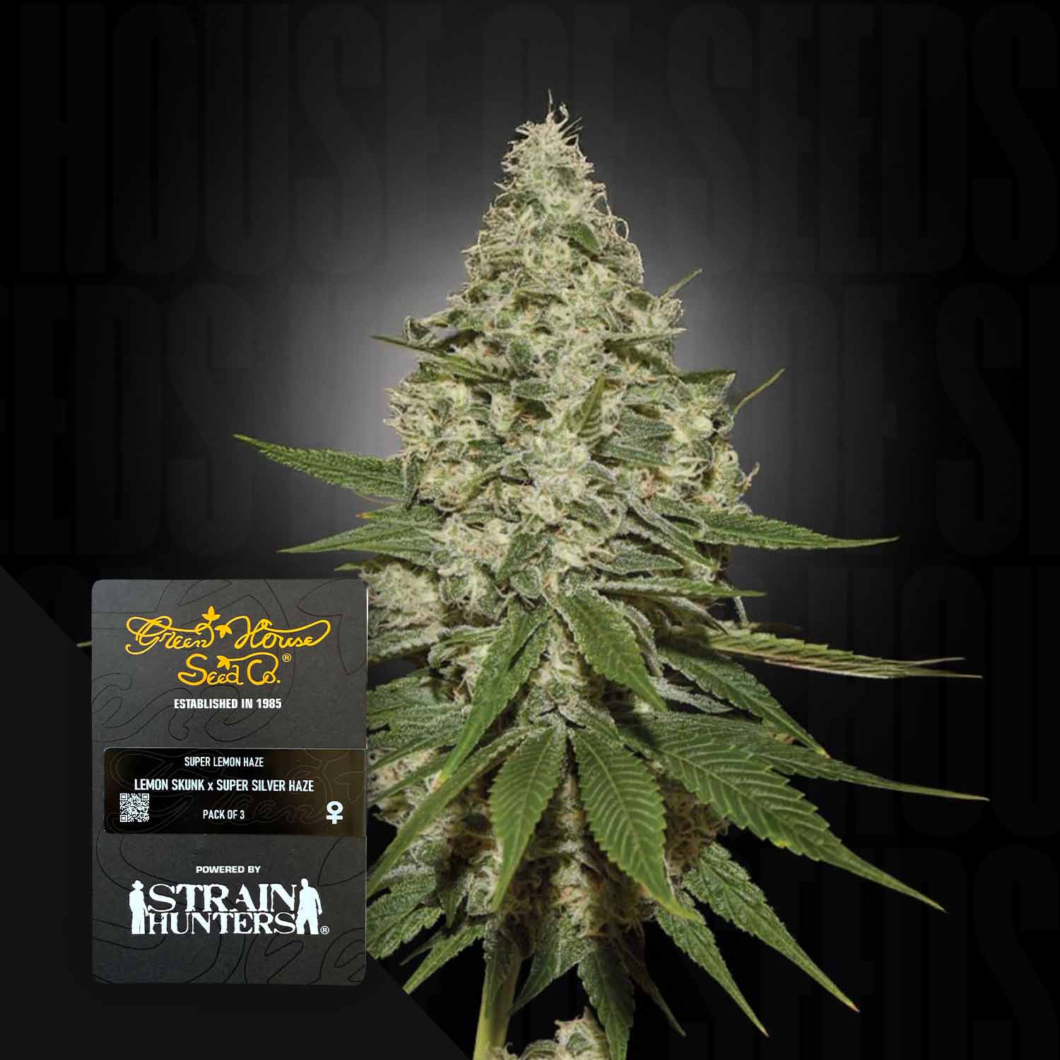 Super Lemon Haze von Green House Seeds: dichte Knospen und grüne Blätter vor einem dunklen Hintergrund.