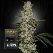 Nahaufnahme einer Super Silver Haze Cannabis-Pflanze und einer mit Green House Seeds beschrifteten Samenpackung.