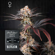 Frostige Cannabispflanze mit rötlich-violetten Blättern, vorne Green House Seeds Wonder Pie Samenpaket