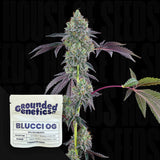 Blucci OG