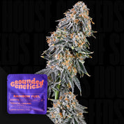 Nahaufnahme einer frostigen Knospe mit orangen Haaren, daneben violette Grounded Genetics Rainbow Fuel Packung