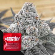 Nahaufnahme einer frostigen fruchtigen Knospe, unten links rotes Grounded Genetics Strawberry Gummies Paket