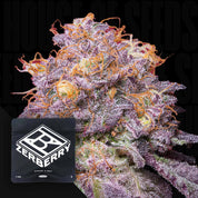 Eine Nahaufnahme einer frostigen, lila Cannabis-Knospe mit orangefarbenen Haaren neben einem schwarzen Zerberry1-Paket von Grounded Genetics. Der dunkle Hintergrund deutet auf den Einfluss von Zkittlez hin und verspricht ein entspannendes Erlebnis.