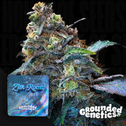 Frostige Cannabispflanze mit lila-grünen Tönen und dichten Trichomen, daneben Zilk Road Verpackung von Grounded Genetics mit Logo