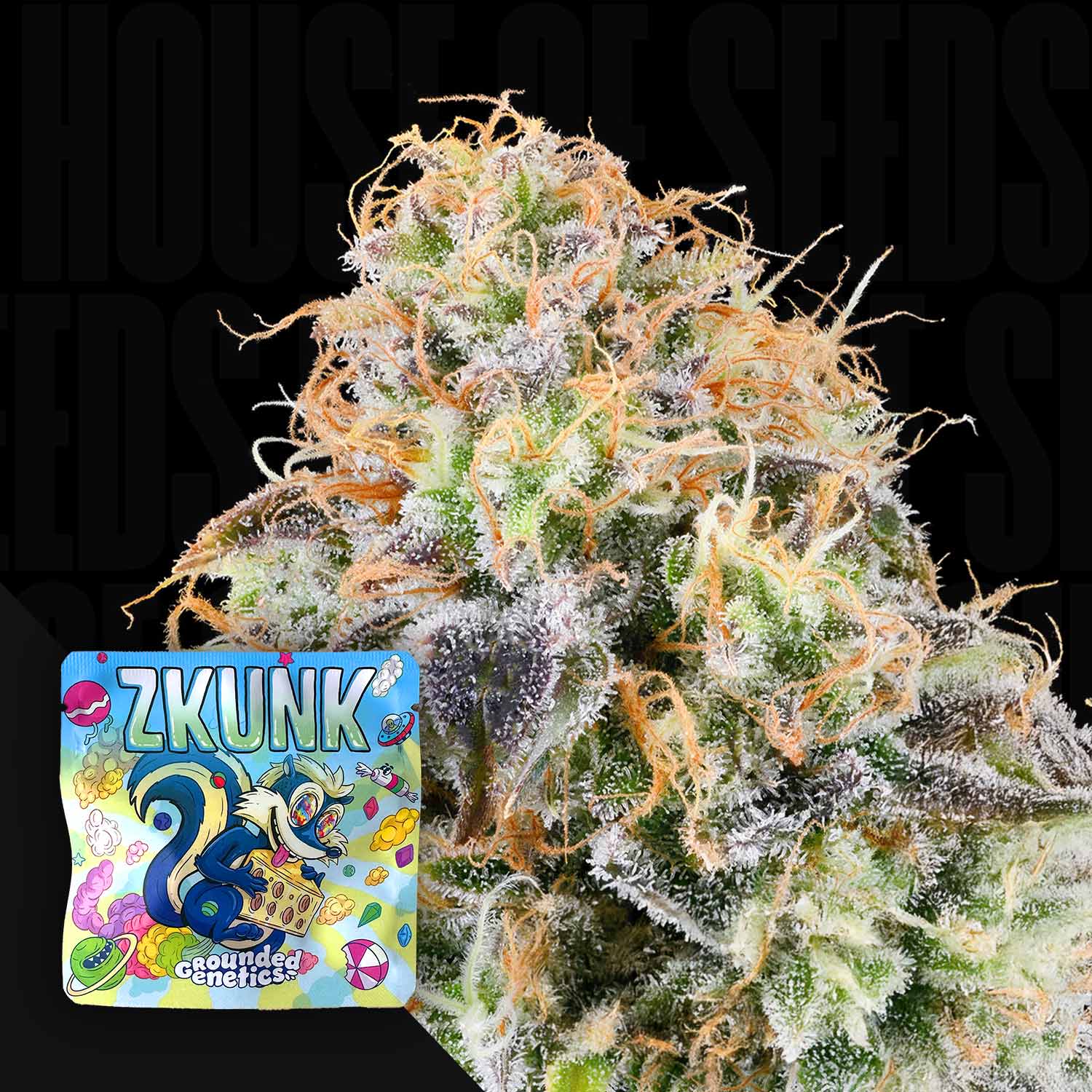 Nahaufnahme einer frostigen Knospe mit orangen Haaren, Ecke zeigt Grounded Genetics Zkunk Packung