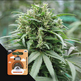 Hercules CBD