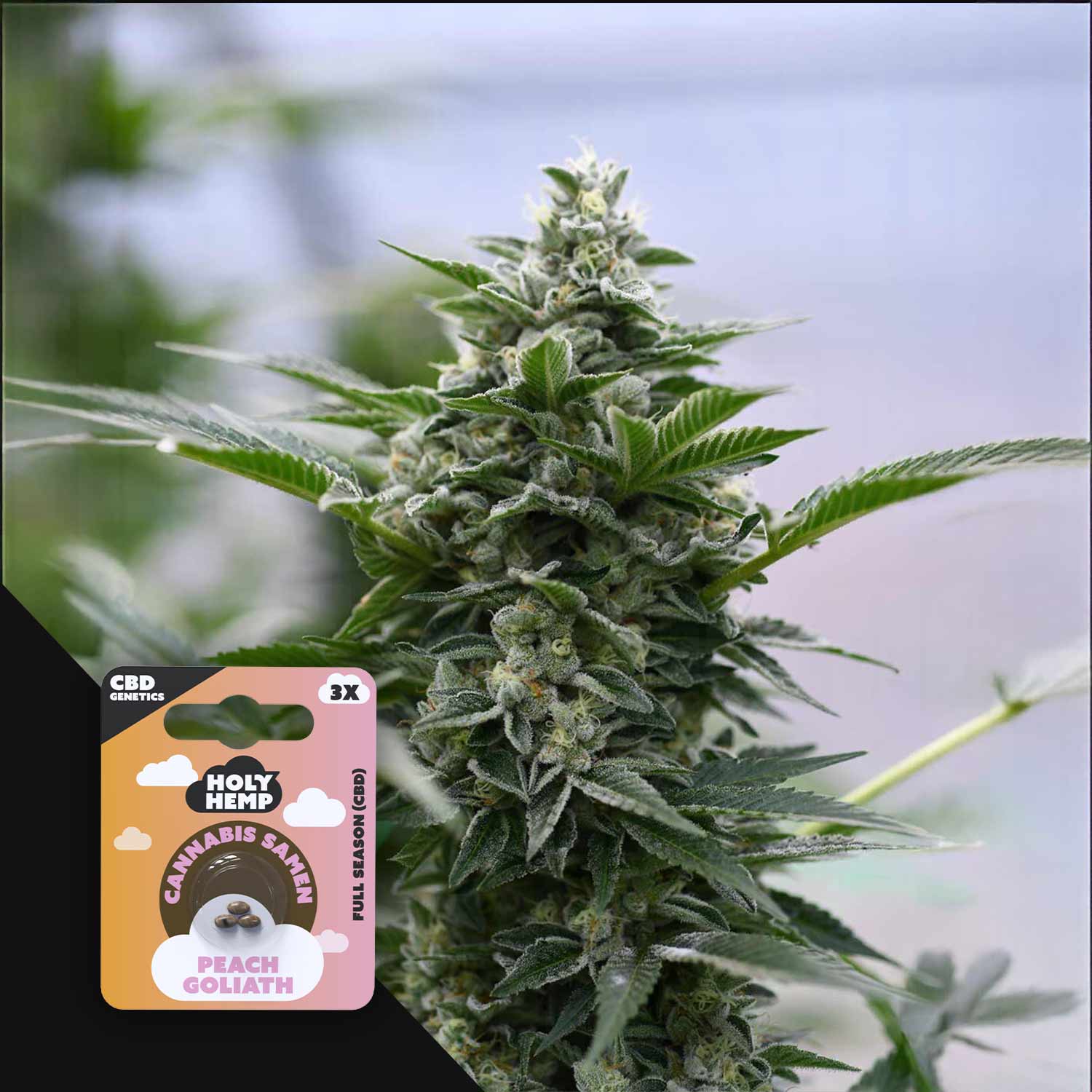 Nahaufnahme einer Cannabispflanze mit einer Holy Hemp Peach Goliath CBD-Samenpackung in der Ecke.