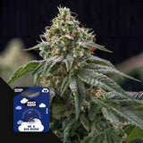 NL x Big Buds