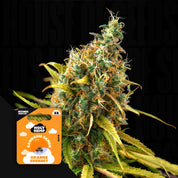 Nahaufnahme einer Cannabispflanze mit grün-orangen Knospen, Ecke zeigt Holy Hemp Orange Sherbet Auto Packung