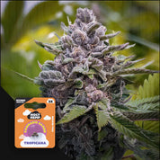 Frostige, lila Tropicana Cannabispflanze von Holy Hemp mit dichten Knospen, orange-violette Verpackung in der Ecke