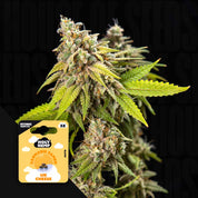 Nahaufnahme einer Cannabispflanze mit grünen Knospen und orangen Haaren, vorne Holy Hemp UK Cheese Auto Packung