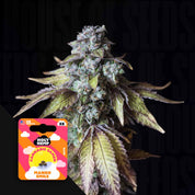 Nahaufnahme einer Cannabispflanze mit lila und grünen Knospen, daneben leuchtendes Holy Hemp Mango Smile Auto Samenpaket