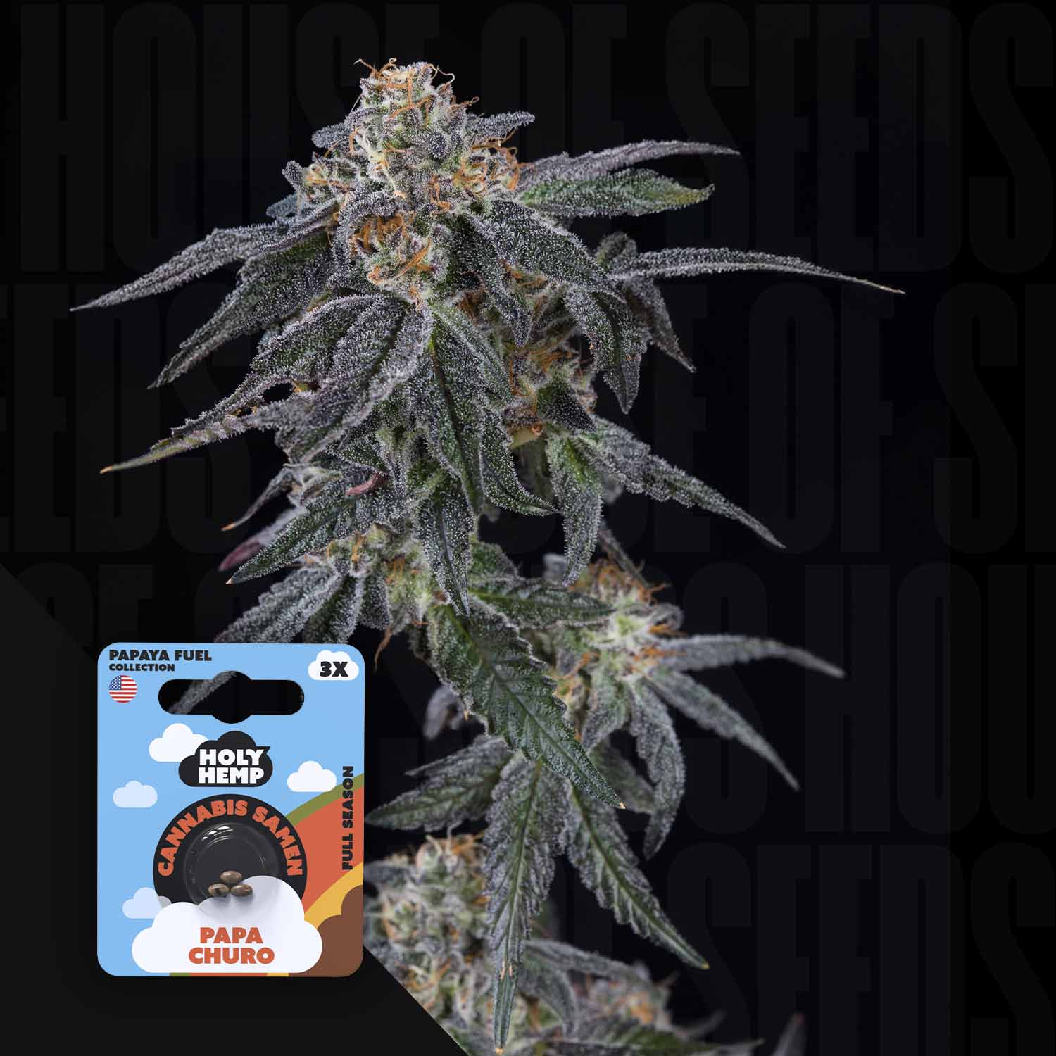 Nahaufnahme einer frostigen Cannabispflanze mit einer Holy Hemp Papa Churo-Samentüte im Vordergrund.