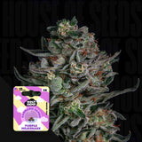 Purple Amnesia