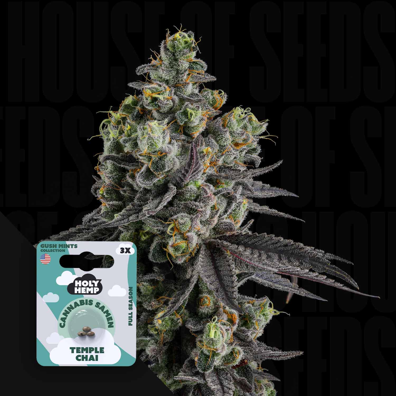 Nahaufnahme einer Cannabispflanze mit einem Holy Hemp Temple Chai-Paket in der unteren linken Ecke.