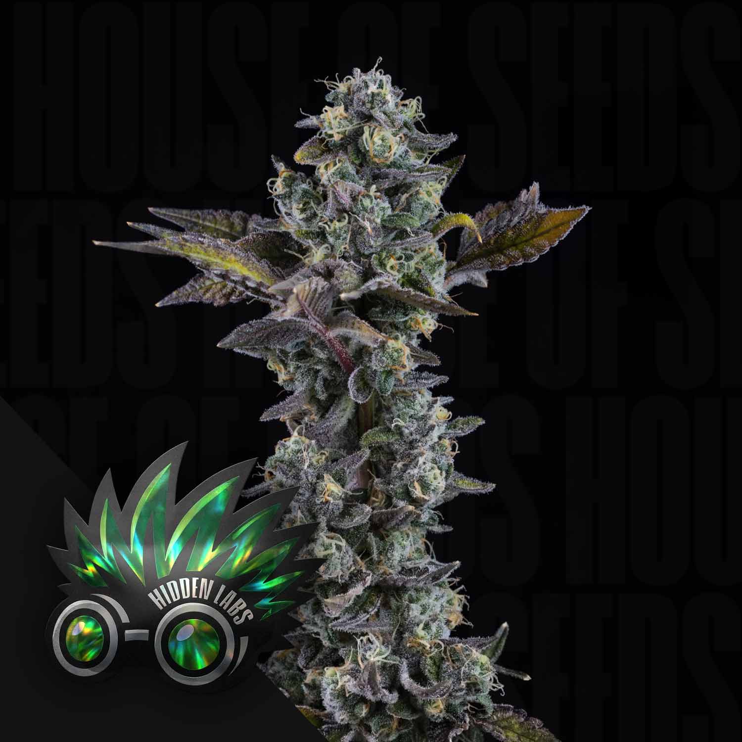 HL-PCY-0
