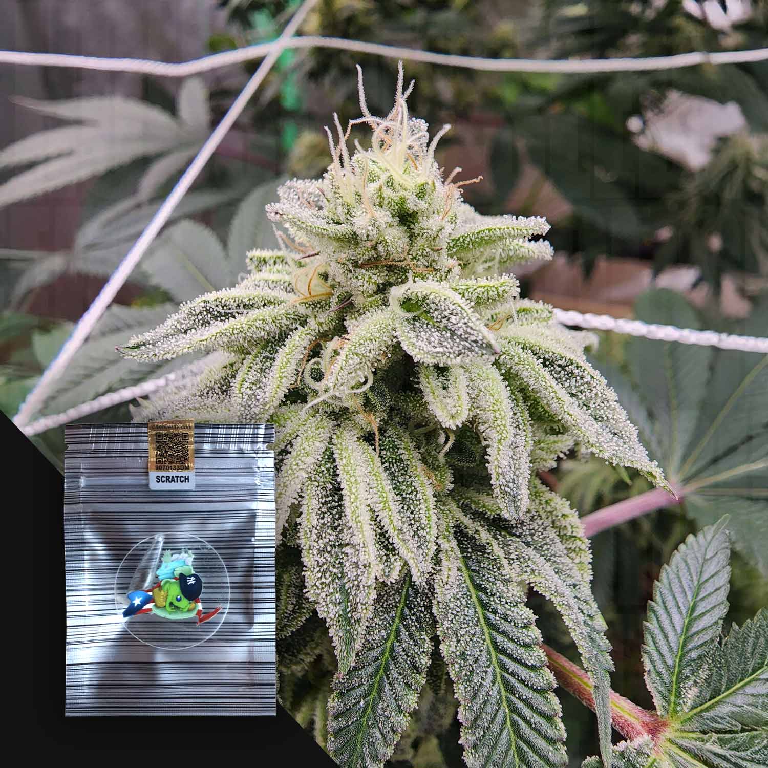 Nahaufnahme von Borinquem Cannabis von N.Y.Ceeds mit frostigen Trichomen; Einsatz: Klarsichtbeutel mit Markenaufkleber.