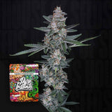 Tri-Whip Kush Auto