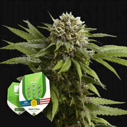 Blühende Cannabispflanze mit dichten Knospen und spitzen Blättern, Apple Fritter AUTO Samen von Royal Queen Seeds