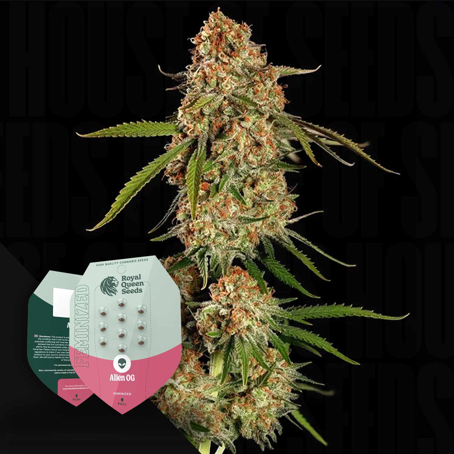 Eine Nahaufnahme einer Cannabispflanze mit Alien OG-Samenpaketen von Royal Queen Seeds in der Ecke.