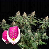 Bubble Kush