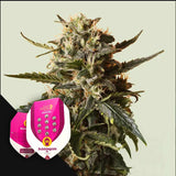 Bubblegum XL