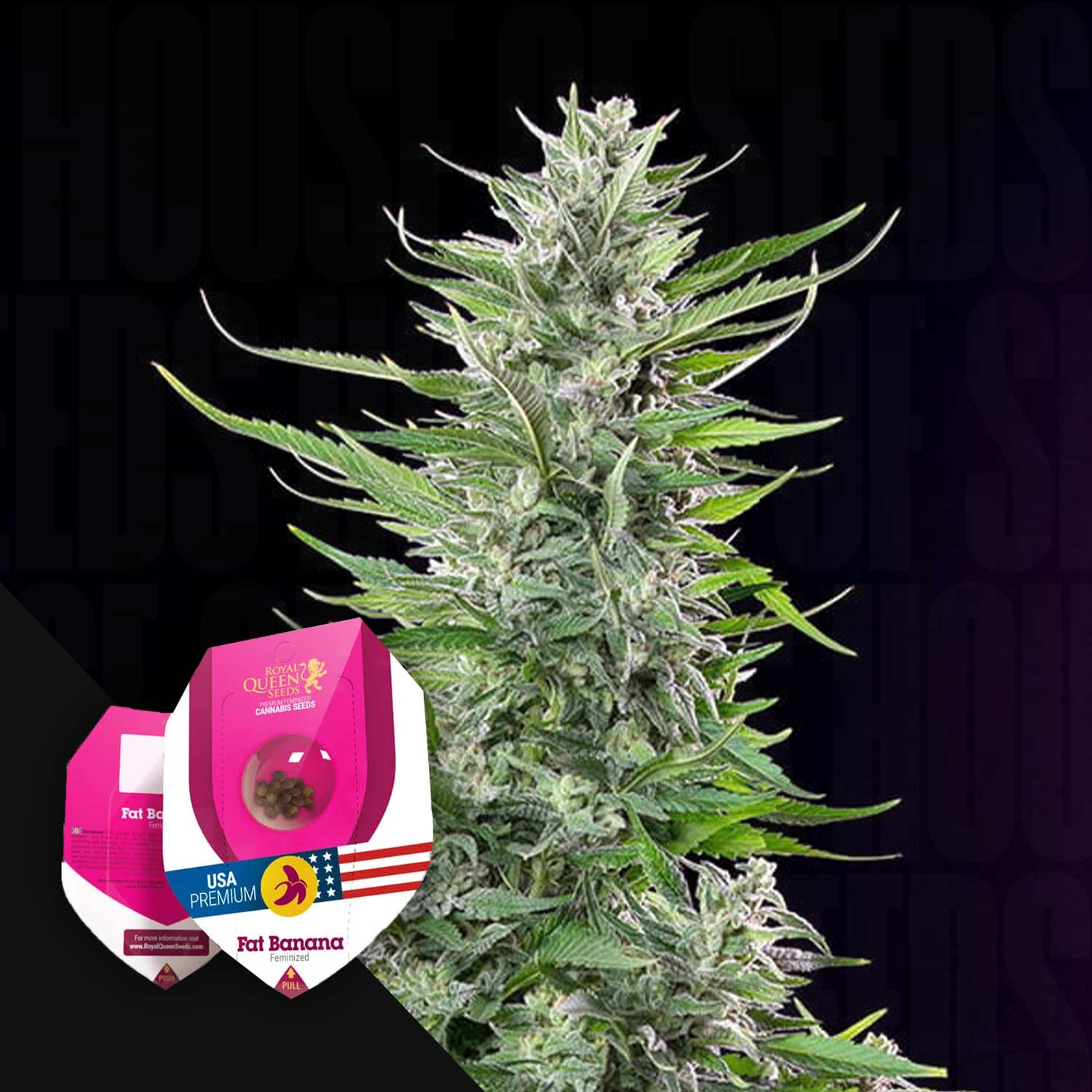 Nahaufnahme einer Cannabispflanze mit dichten Knospen, vorne teilweise sichtbare Fat Banana und Royal Queen Seeds Packungen