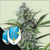 Fast Eddy Automatic CBD