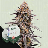 Gravity Berry F1