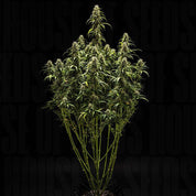 GOAT'lato AUTO Pflanze von Royal Queen Seeds mit mehreren Stämmen, dunkelgrünen Blättern und Knospen vor schwarzem Hintergrund