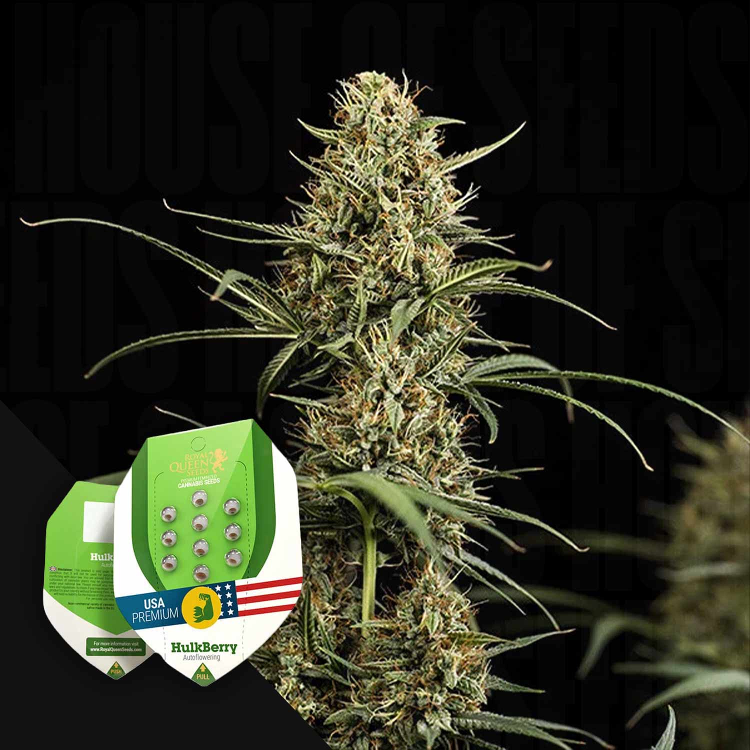 Hohe Cannabis-Pflanze mit dichten Knospen; HulkBerry Auto von Royal Queen Seeds Samenpakete in der unteren linken Ecke.