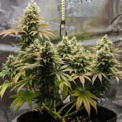 RQS-LSSH-0