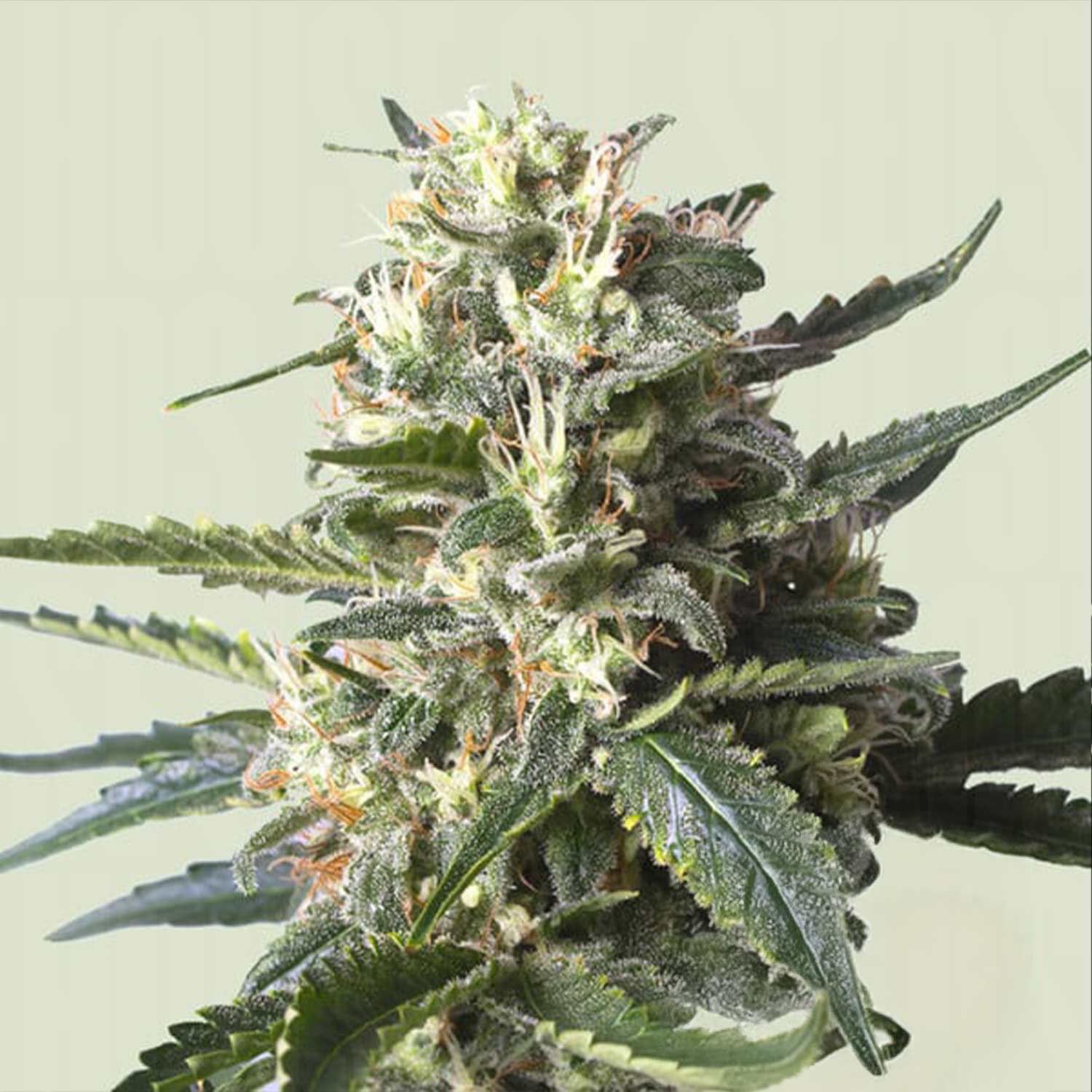 RQS-LSSH-0