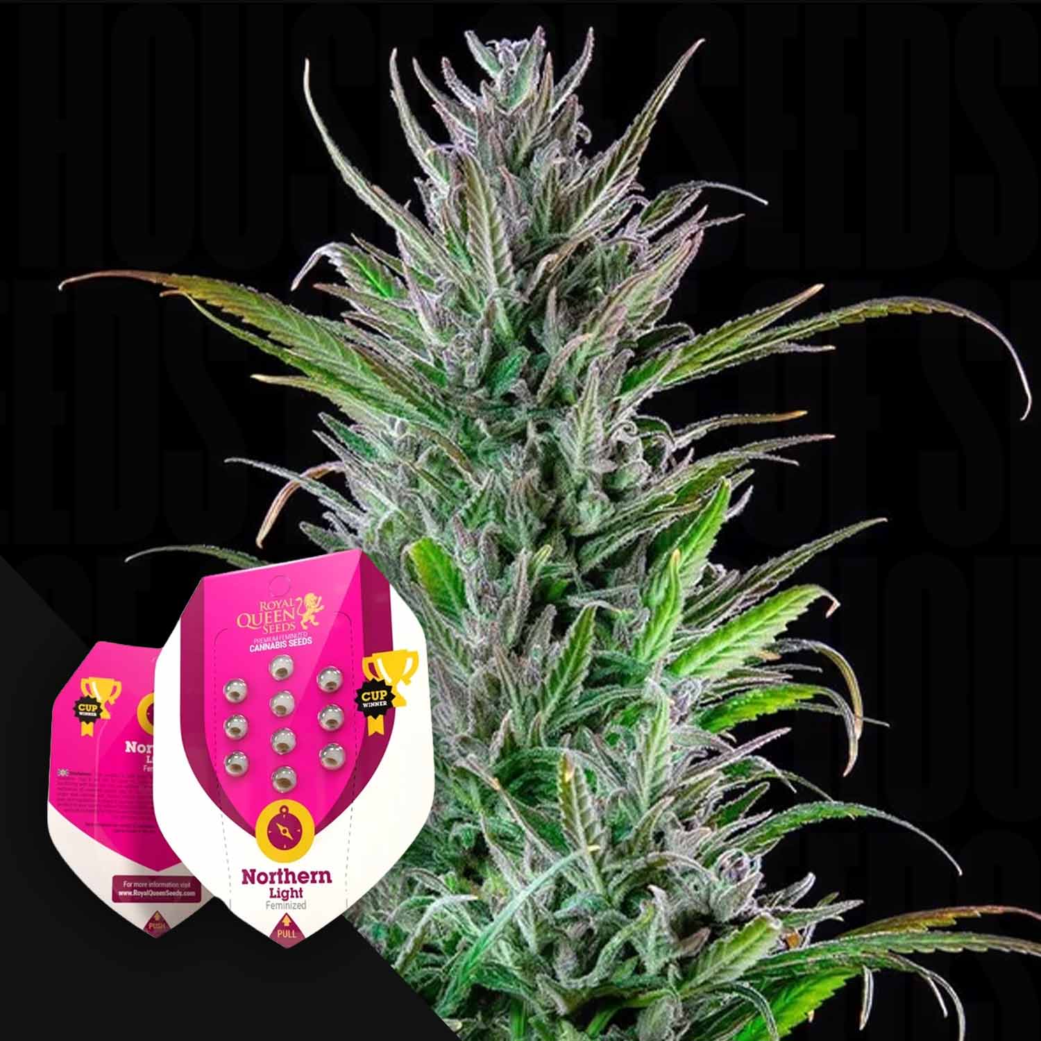 RQS-NL-0