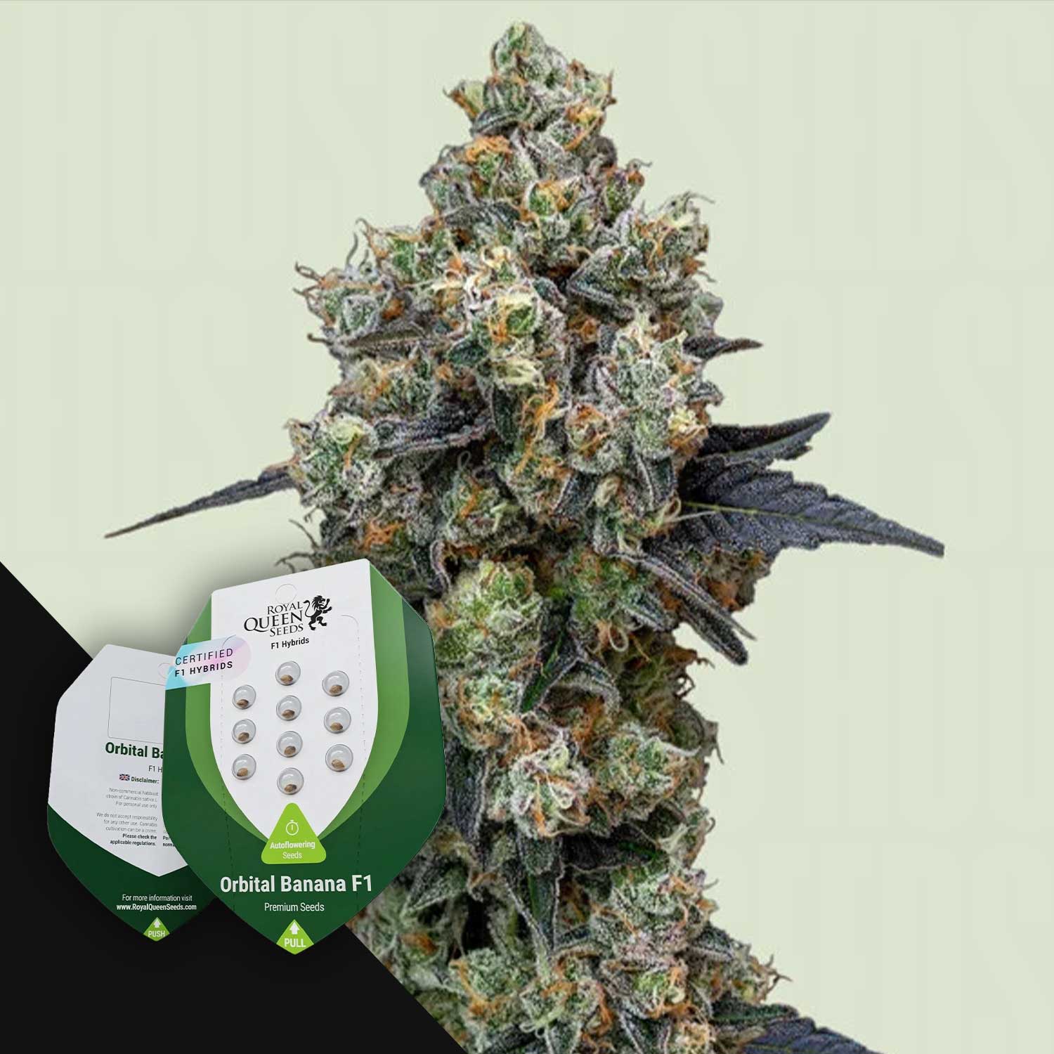 Nahaufnahme einer frostigen Cannabispflanze mit dem Samenpaket Orbital Banana F1 von Royal Queen Seeds in der Ecke.