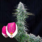 Power Flower