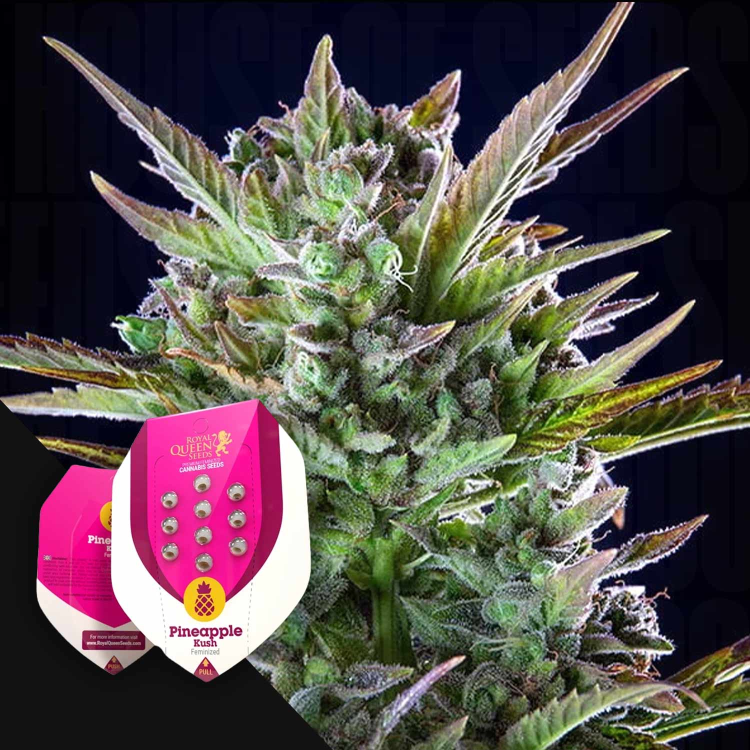 RQS-PK-0
