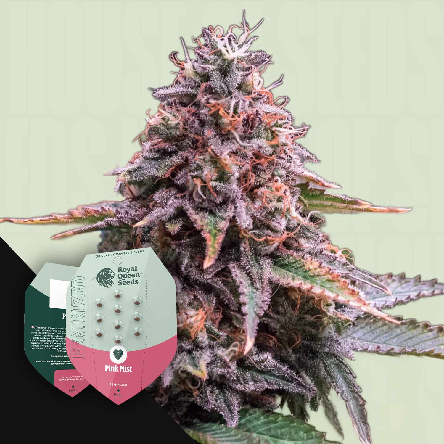 Eine Nahaufnahme einer lila Cannabispflanze mit einem Royal Queen Seeds Pink Mist-Paket in der Ecke.