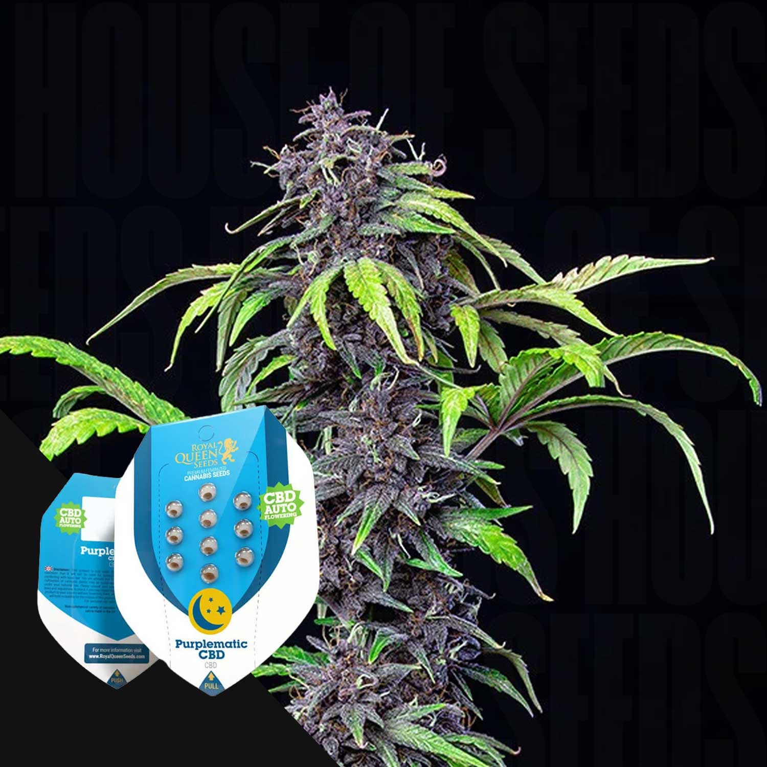 Eine lila gefärbte Cannabispflanze mit Royal Queen Seeds Purplematic-Samenpaketen im Vordergrund.