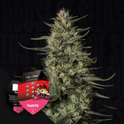 Nahaufnahme einer Punch Pie Pflanze von Royal Queen Seeds mit grünen Knospen, vorne Verpackung mit Kuchenmotiven