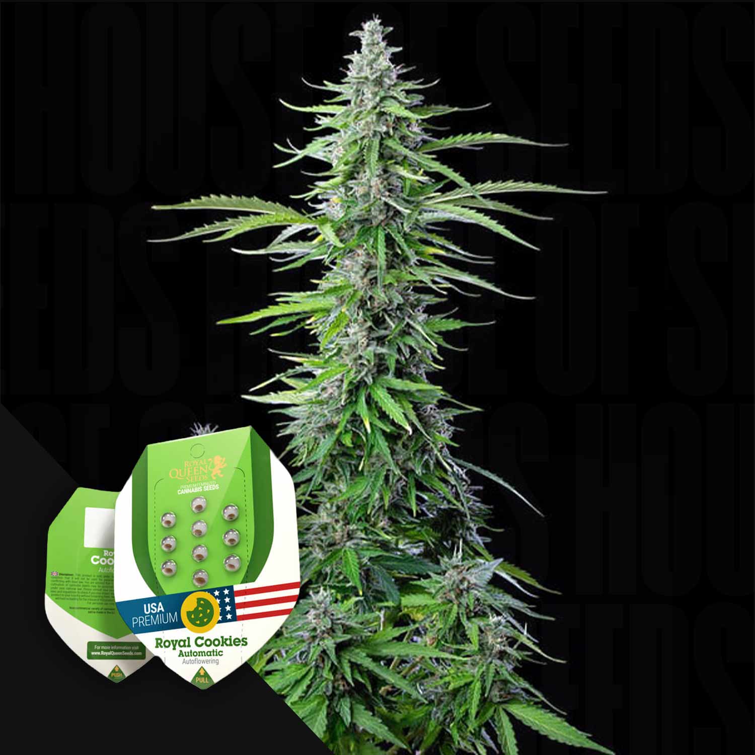 Hohe Cannabispflanze mit grünen Knospen; im Vordergrund Saatgutpakete mit der Aufschrift Royal Cookies von Royal Queen Seeds.