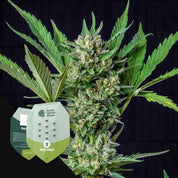 Eine reife Cannabis-Pflanze mit dichten Knospen neben dem Royal Queen Seeds' Royal Dwarf Samenpaket.