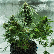 Royal Dwarf Cannabis von Royal Queen Seeds wächst in einem strukturierten schwarzen Topf vor einem hellen Hintergrund.