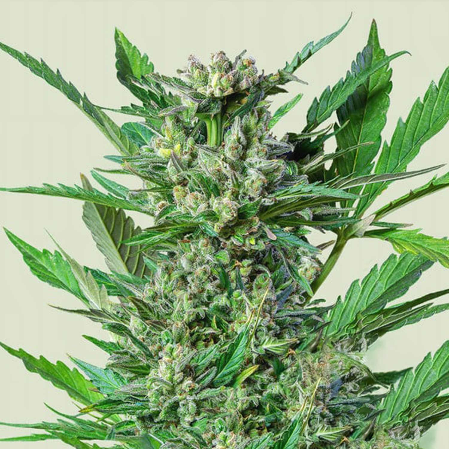 Nahaufnahme von Royal Dwarf Cannabis von Royal Queen Seeds, mit dichten grünen Knospen und spitzen Blättern.